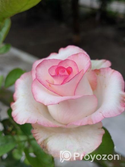 Hybrid Tea Rose