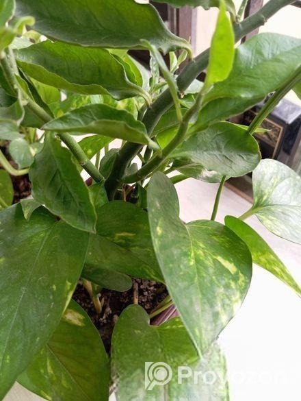 Indoor Money Plants