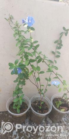 নাগচাপা ও ব্লু ডেইজি চারা গাছ