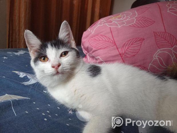 Mix breed Persian