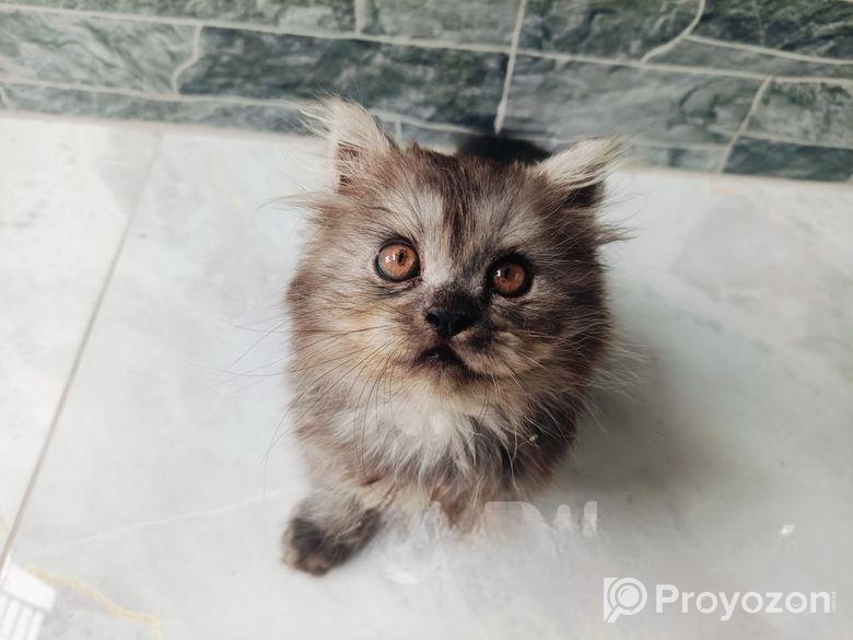 Persian Cat