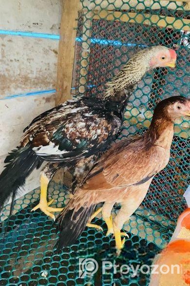 Parrot aseel Pair