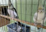 Cockatiel কোকাটেল