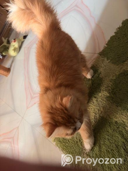 Female Persian Cat