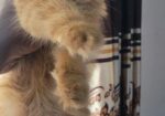 Persian Male Kitten