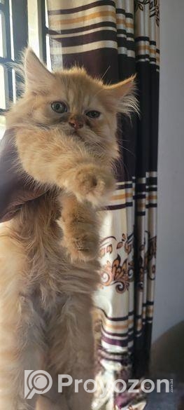 Persian Male Kitten