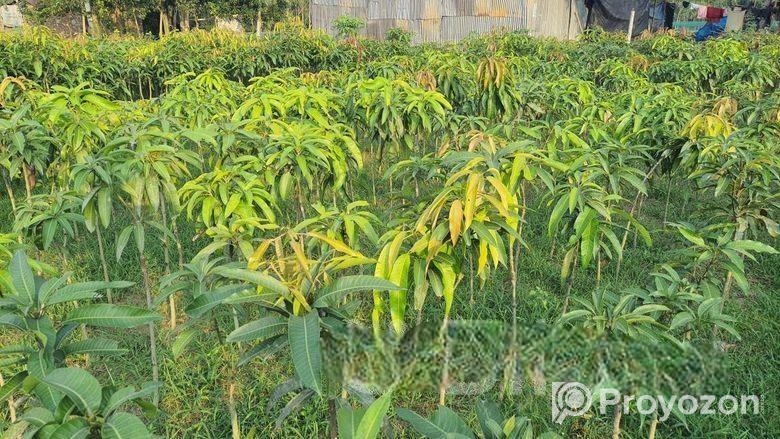 Miazaki Mango Plant