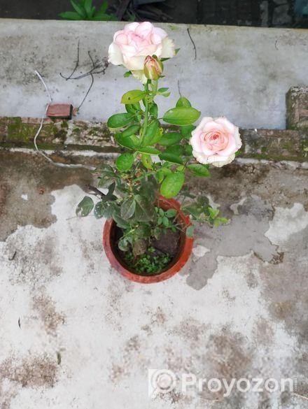 Hybrid Tea Rose