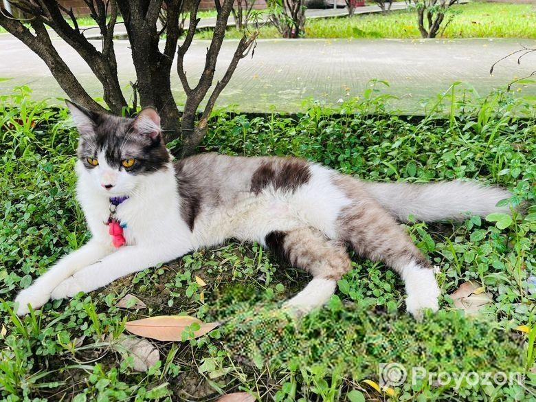 Cat for sell