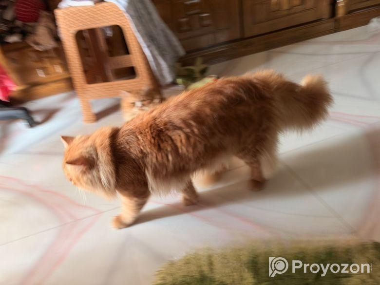 Female Persian Cat