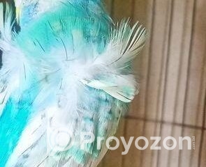 fitted-61_2025-08-10_10-48-44