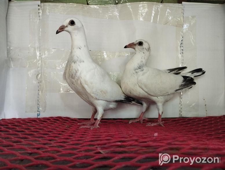 White Grizzle Baby Pair