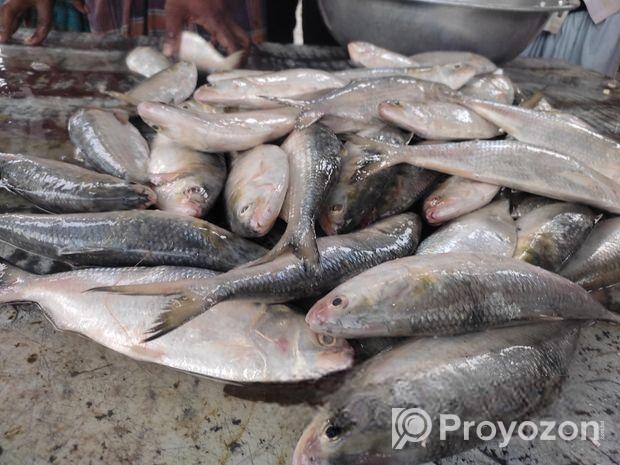 একদম ফ্রেশ পদ্ম নদীর তাজা ইলিশ