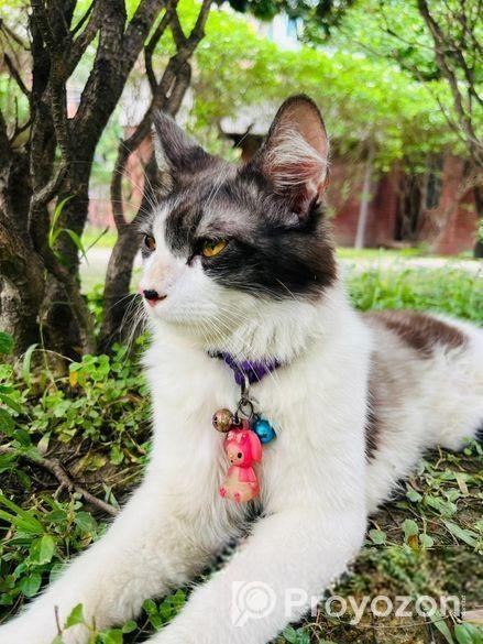 Cat for sell