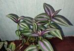 ট্রেডসক্যান্টিয়া জেব্রিনা (Tradescantia zebrina)