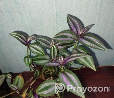 ট্রেডসক্যান্টিয়া জেব্রিনা (Tradescantia zebrina)