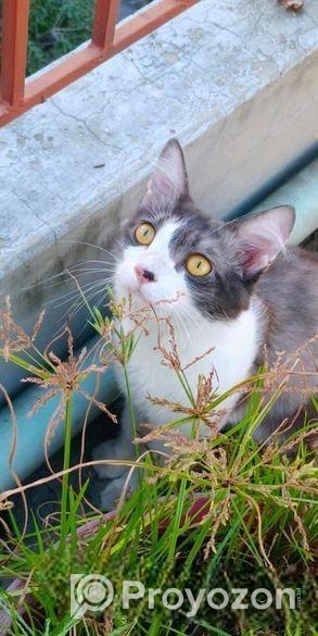 Cat for sell