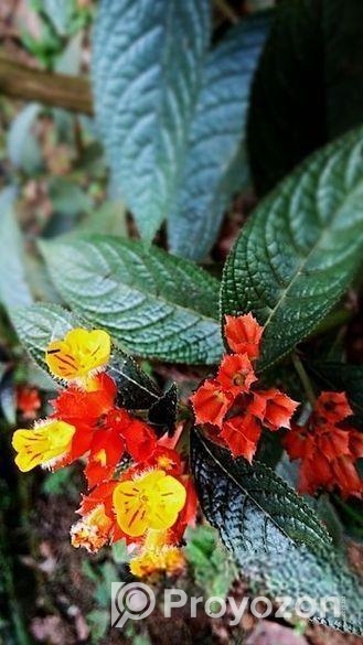 কানকুয়া ফুল
