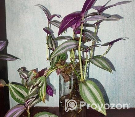 ট্রেডসক্যান্টিয়া জেব্রিনা (Tradescantia zebrina)
