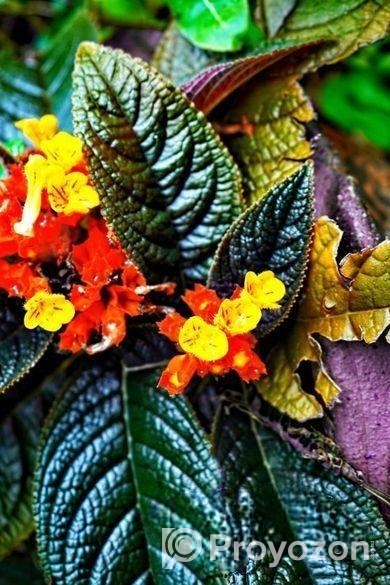 কানকুয়া ফুল