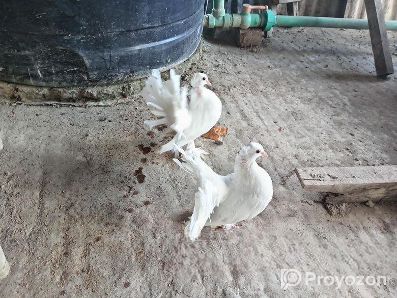 ভালো জাতের লক্ষা