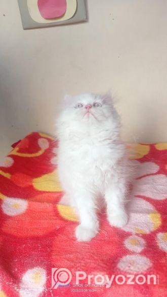 My cat sale hobe