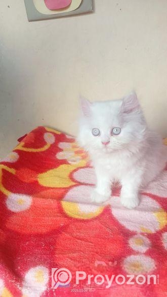 My cat sale hobe