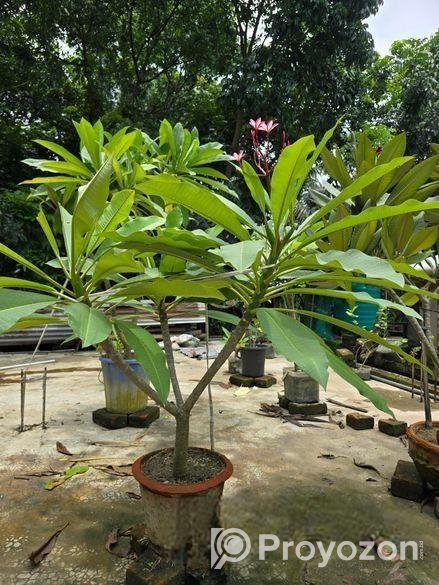 কাঠগোলাপ ফুল গাছ