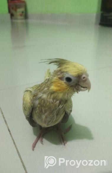 ককাটেল