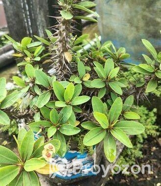 কাটামুকুট গাছ