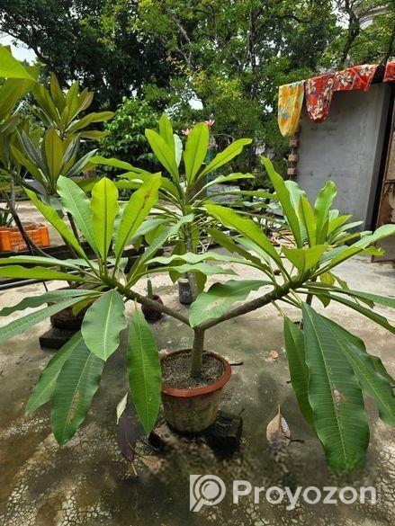 কাঠগোলাপ ফুল গাছ
