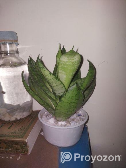 Snake Plant