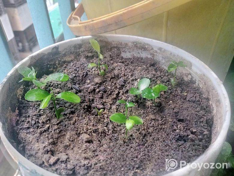 ঘরে তৈরী লেবু ও মাল্টার চারা!