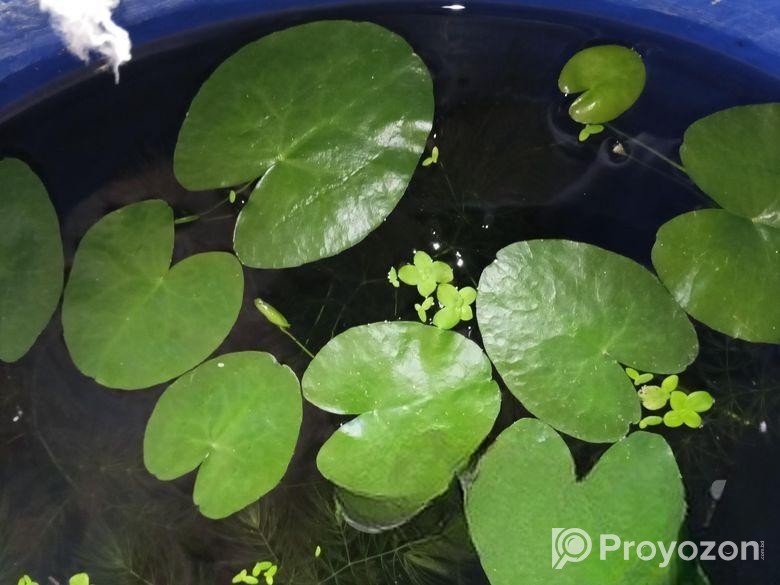 water lily