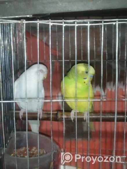 একজোড়া বাজরিগার পাখি বিক্রি করা হবে