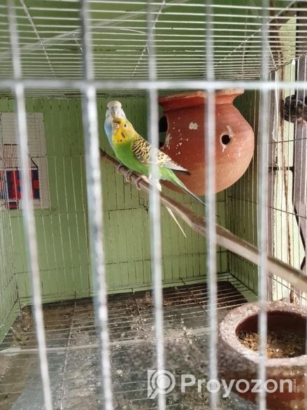 রানিং বাজিগর
