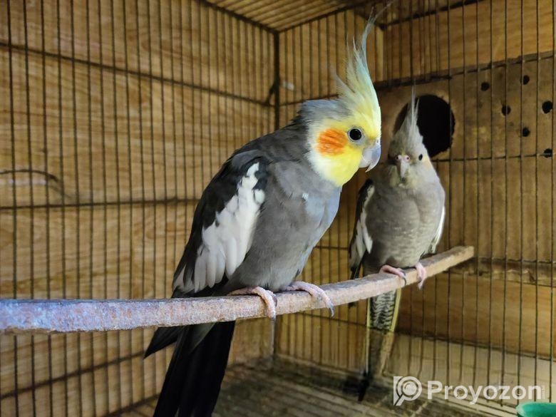 Running pair
