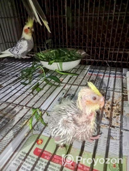 কোকোটাল পাখি।