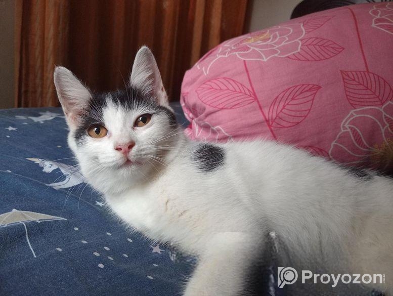 Mix breed Persian