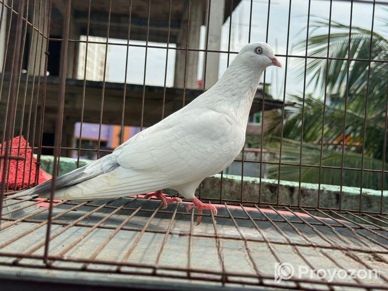 Kobutor bikri