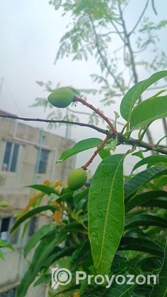 আম গাছ