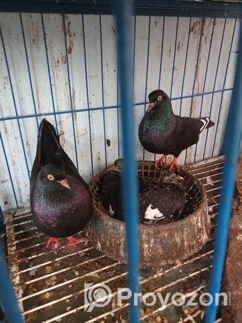 কবুতর