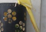 Yellow Ringneck Full Tame