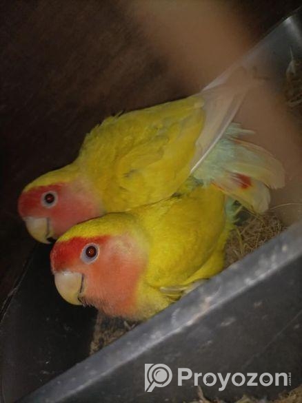 Love Birds