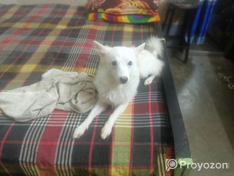Japanese Spitz