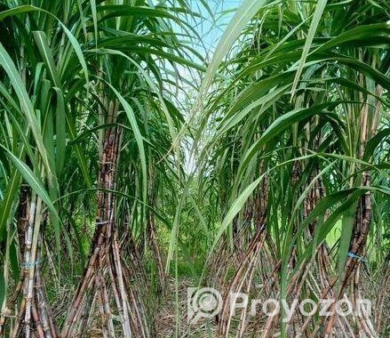 খাঁটি আখের গুড় (নূর ফুড প্রডাক্টস)