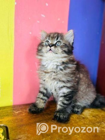 Pursian Cat
