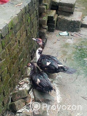 চিনা হাস