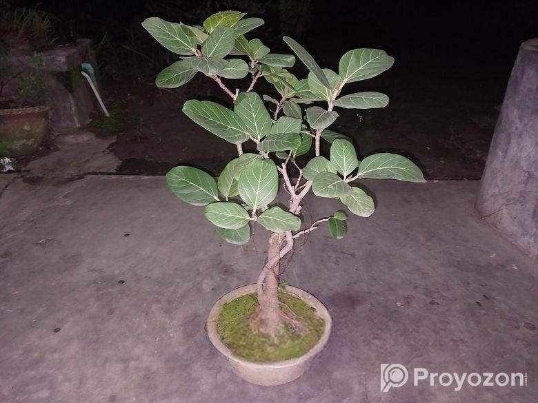 বনসাই