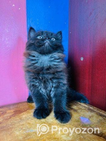 Pursian Cat